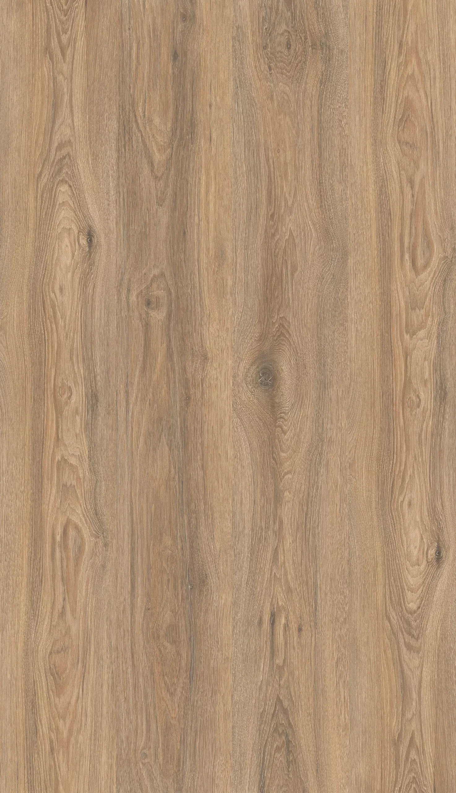 Дуб Скалистый