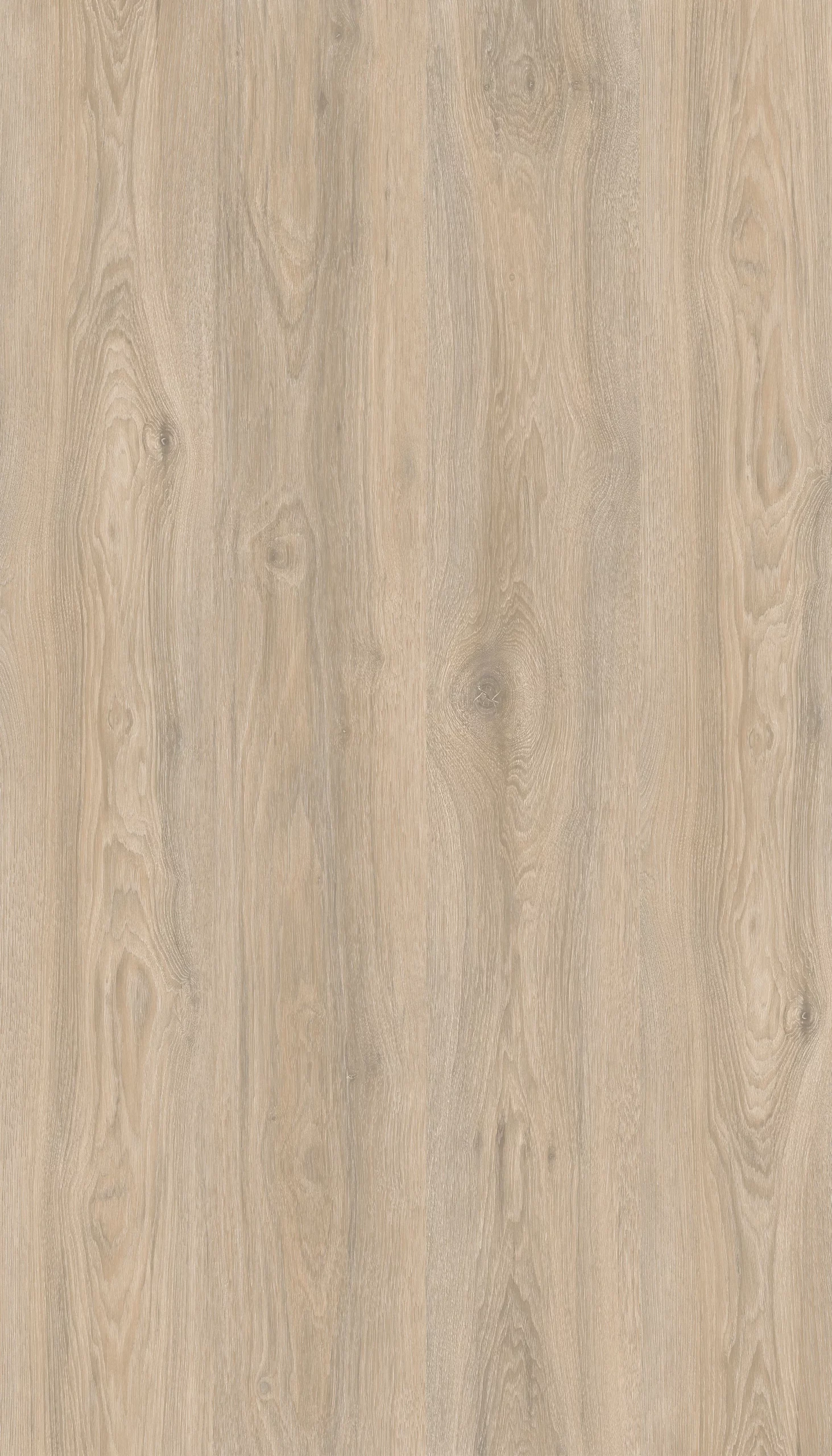 Дуб Кедровый