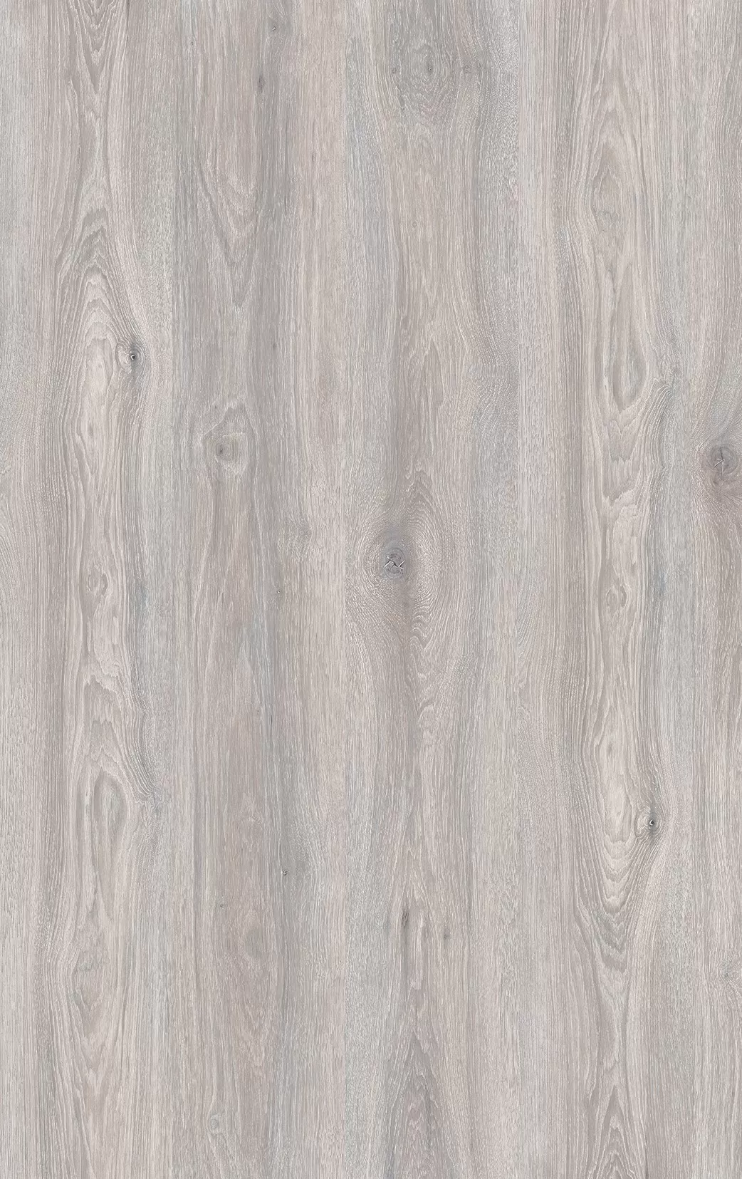 Дуб Северное сияние