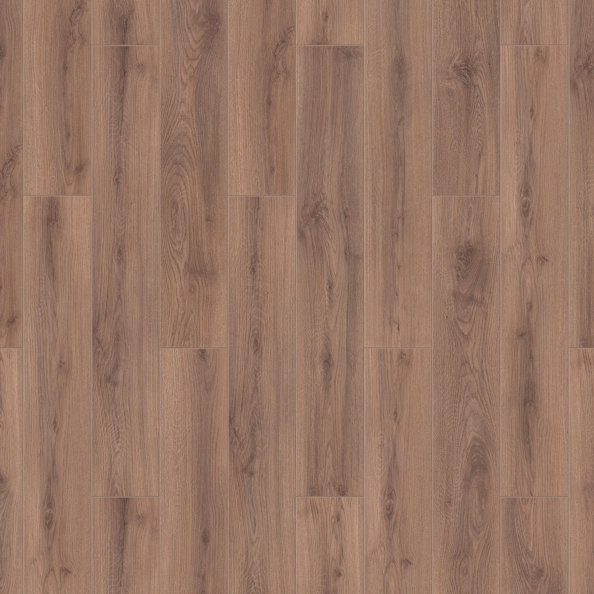 Oak Alatau / Дуб Алатау